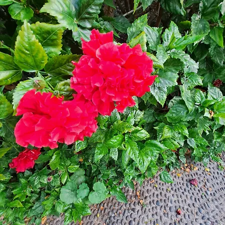 Chale - View カントリーハウス フンシャル