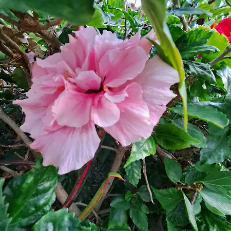 Chale - View * Funchal (Madeira)