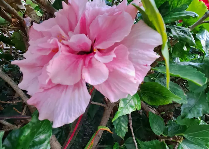 - View * Funchal (Madeira)