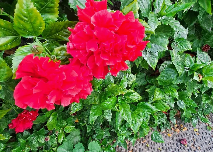 - View Venkovský dům Funchal (Madeira)